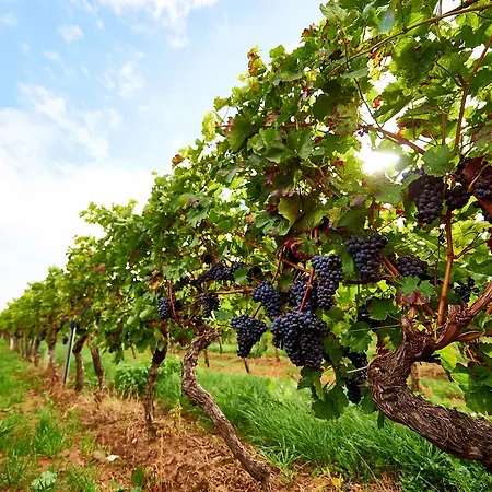 Dohlmuehle & Weingut 3*