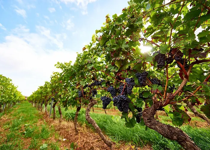 Dohlmuehle Landhotel & Restaurant 3*